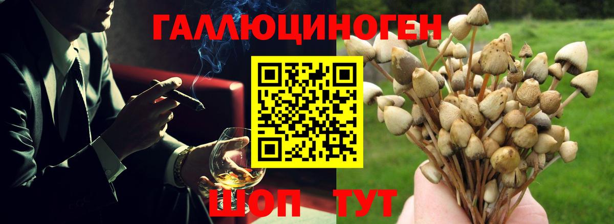 Избербаш  Псилоцибиновые грибы Cubensis  Вход с VPN 
